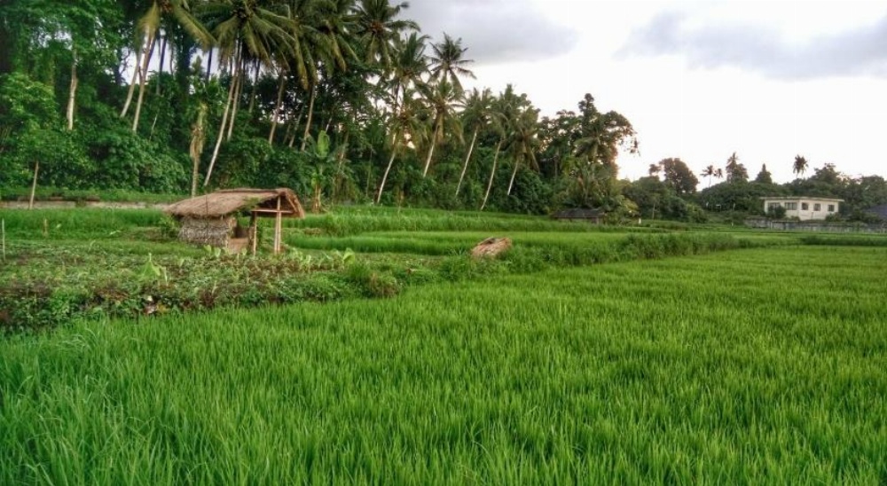 Fish Mini Villa Main image